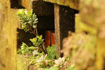 ブロックの段差に生えた小さな多肉植物