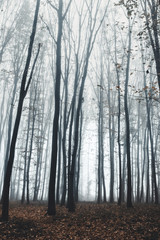 tall trees in fog in forest