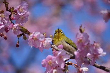 桜　鳥　めじろ　ひよどり