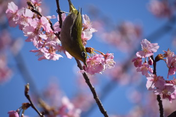 桜　鳥　めじろ　ひよどり