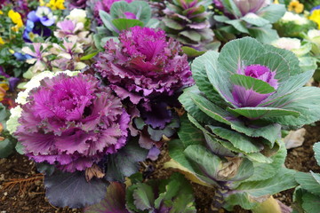 冬のカラフルな葉牡丹