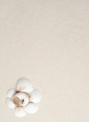 Fototapeta na wymiar set of shells and nautilus earth color and white shells, with sand in the background