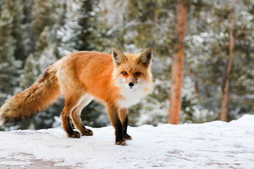Naklejka na ściany i meble Red Fox in Snow