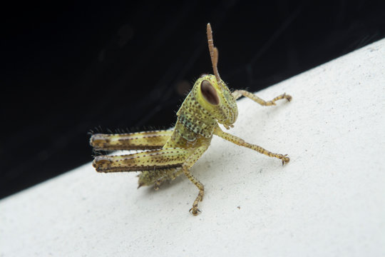 Young Grasshopper Nymph