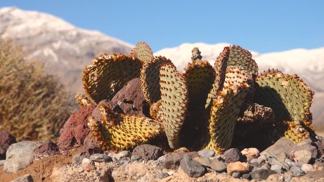 Cacti of California. Bunny-ears prickly pear (Opuntia microdasys), desert wintering reddened in the sun