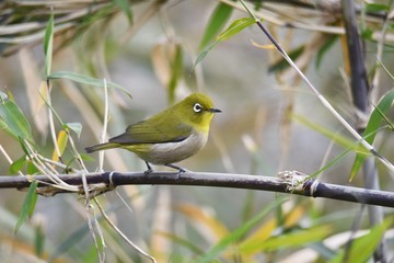 Japanese white-eye features a bright yellow-green color with white around the eyes, and prefers nectar of ume flowers and cherry blossoms.