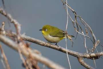 Fototapeta premium Japanese white-eye features a bright yellow-green color with white around the eyes, and prefers nectar of ume flowers and cherry blossoms.