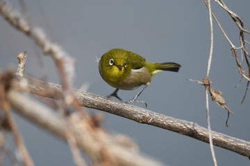 Japanese white-eye features a bright yellow-green color with white around the eyes, and prefers nectar of ume flowers and cherry blossoms.