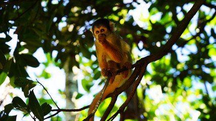 A cute little squirrel monkey sits in the jungle on a branch and eats. fluffy saimiri monkey on a background of green foliage. funny portrait. Ishigaki, Japan