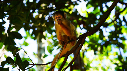 A cute little squirrel monkey sits in the jungle on a branch and eats. fluffy saimiri monkey on a background of green foliage. funny portrait. Ishigaki, Japan