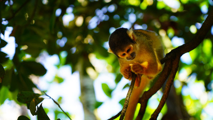 A cute little squirrel monkey sits in the jungle on a branch and eats. fluffy saimiri monkey on a background of green foliage. funny portrait. Ishigaki, Japan