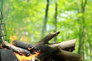 bonfire in the forest for grilling