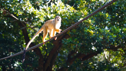 A beautiful Saimiri monkey is walking on a tightrope in a park on the Japanese island of Ishigaki. fluffy cute squirrel monkey on a background of green jungle climbs a rope