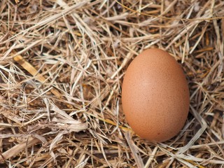 eggs in nest