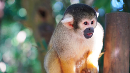 Big beautiful squirrel monkey posing on camera. Bright fluffy saimiri monkey on a background of green jungle. Monkey park on island Ishigaki. monkey portrait