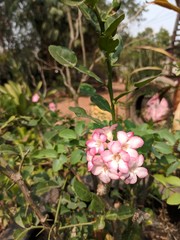 pink flowers in garden