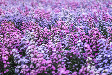 Obraz premium Violet and pink margaret flowers blooming in garden, natural light, selective focused