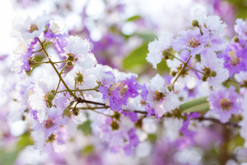 Beautiful natural flowers, purple and white.