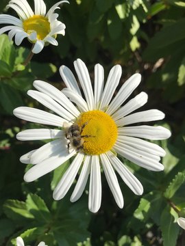 White Montauk Daisy In Bloom.