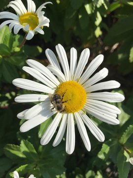 White Montauk Daisy In Bloom.