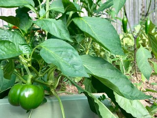 Green peppers growing in the garden.
