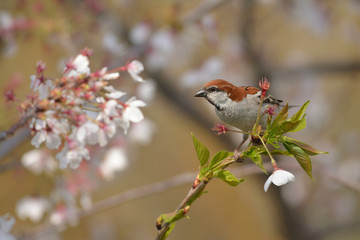 桜とニュウナイスズメ