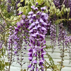 Purple wisteria in bloom
