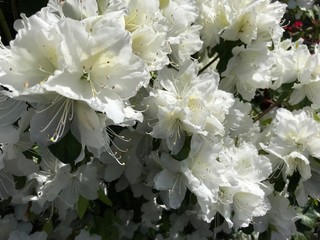 White azalea in bloom