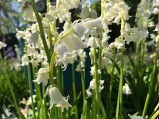 White bell flowers in full bloom.