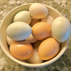 Farm fresh eggs in a white ceramic bowl.