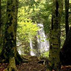 Forest view of waterfall through trees.