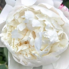White peony flower in full bloom.