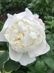 White peony flower in full bloom.