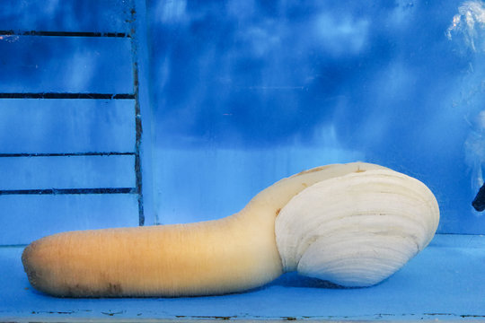 Geoduck in restaurant aquarium, expensive and popular shellfish seafood among ethnic Chinese