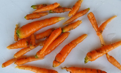Baby Organic Carrots freshly harvested