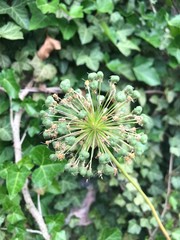 Allium flower about to bloom against a background of English ivy.
