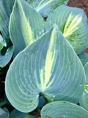 Variegated hosta plant