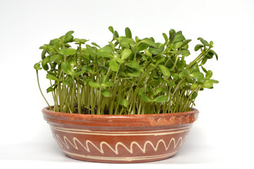 Naklejka premium Sunflowers micor greens in pot