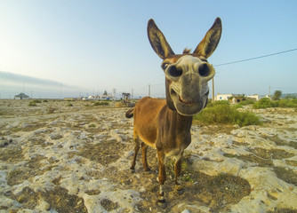 Photo of the funny dankey in desert of Morocco