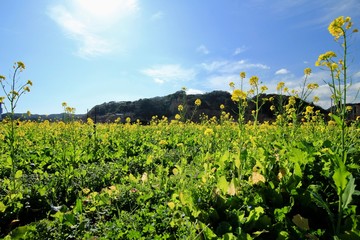 南伊豆　日野の菜の花畑