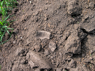 A shard from a guinea pot in a field close-up in summer in Russia