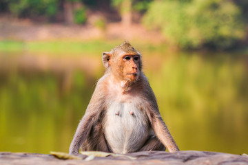 Closeup of the pensive monkey in the jungles of Cambodia