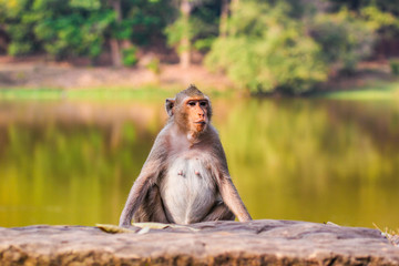 Closeup of the pensive monkey in the jungles of Cambodia