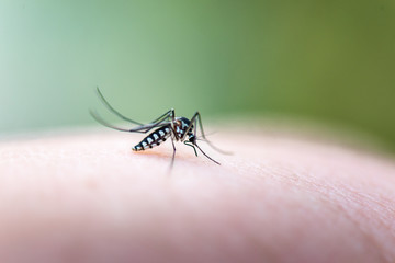 Aedes mosquitoe is sucking blood from the skin of people. May bring harmful pathogens to human.