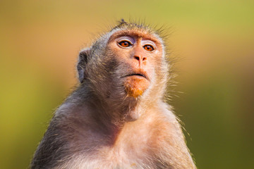 Closeup of the pensive monkey in the jungles of Cambodia
