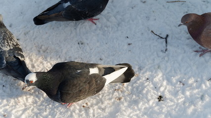 pigeon in snow