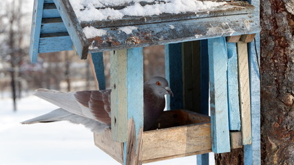 pigeon in winter