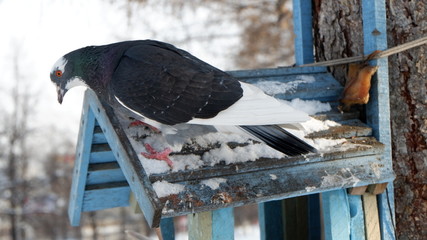 pigeon in winter