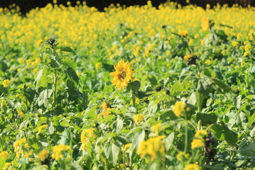 南伊豆　日野の菜の花畑