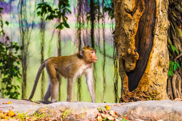 Closeup of the pensive monkey in the jungles of Cambodia